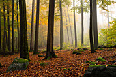Herbstlicher Nebelwald am Felsenmeer, Lautertal, Odenwald, Hessen, Deutschland