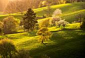 Frühling im Odenwald, Odenwald, Hessen, Deutschland