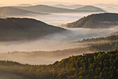 Wafts of fog in the Palatinate Forest, Rhineland-Palatinate, Germany