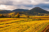 Herbstfarben zwischen den Weinbergen bei Albersweiler, Pfälzerwald, Rheinland-Pfalz, Deutschland