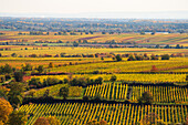 Vineyards in autumn, Palatinate Forest, Rhineland-Palatinate, Germany