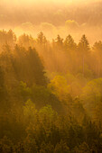 Nebelstrahlen im Pfälzerwald, Dahn, Rheinland-Pfalz, Deutschland
