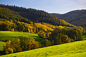 Forest and meadows in Marienthal, Donnersberger Land, Rhineland-Palatinate, Germany