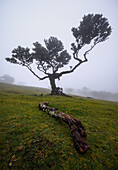 Nebel im Fanalwald, Madeira, Portugal