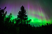 Purple Northern Lights over Lapland, Finland