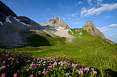 Alpenrosen in den Bergen, Oberstdorf, Allgäu, Bayern, Deutschland