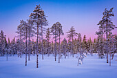 Morgendämmerung in Pastell; Wald im Winter in Finnland, Ylläsjärvi