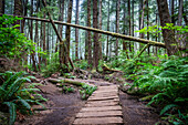 Lonely paths; Canada, British Columbia, Vancouver Island