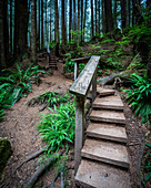 Mystischer Regenwald; Kanada, British Columbia, Vancouver Island