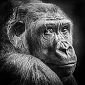 Potrait von einem Gorilla, unergründlich; Schweiz, Kanton Zürich, Zoo Zürich