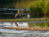 Gray heron, Ardea cinerea