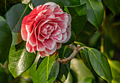 Blüten der Camellia Japonica "Herme", Kamelie