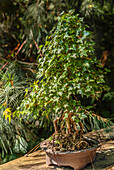 Nahaufnahme eines Dreispitzahorn Bonsai (Acer buergerianum Mig)