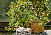 Close-up of a European larch bonsai (Larix decidua) in the garden of the Zuschendorf country castle, Saxony, Germany