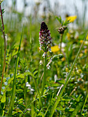 Burnt orchid, Neotinea ustulata, burnt orchid