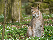 Eurasischer Luchs, Nordluchs, Lynx lynx, Luchs