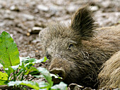 Wildschwein, Sus scrofa