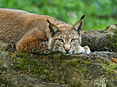 Eurasischer Luchs, Nordluchs, Lynx lynx, Luchs