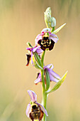 Hummel-Ragwurz, Hummelragwurz, Ophrys holoserica,  Ophrys, fuciflora