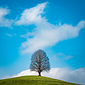 hill with tree; Canton of Zug, Switzerland