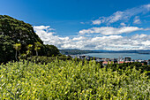 Blick auf den Wellington New Zealand Botanical Gardens, Wellington, Neuseeland