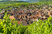 Blick über die Weinberge nach Riquewihr, Elsass, Frankreich  
