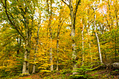 Naturpark Westliche Wälder im Herbst, Augsburg, Bayern, Deutschland