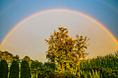 Regenbogen über Maisfeld, an einem Sommerabend, in Bayern, Deutschland