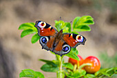 Peacock butterfly, on wild roses, Bavaria, Germany