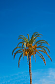 Date palm with ripe fruits, in Spain on the Costa Blanca