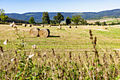 Hilly landscape with harvested grain fields and a view of the Giant Mountains near Miszkowice in the Dolnośląskie Voivodeship in Poland