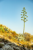 Plant on a hillside next to the basilic Notre-Dame-de-la-Garde of Marseille, France.