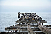 Southern Chile; Magallanes Region; Punta Arenas; Cormorants and seagulls populate the old Loreto pier