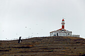 Chile; Südchile; Region Magallanes; Magellanstraße; Isla Magdalena; Monumento Natural Los Pinguinos; Leuchtturm; Magellanpinguin im Vordergrund