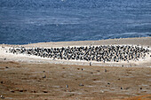 Chile; Southern Chile; Magallanes Region; Strait of Magellan; Isla Magdalena; Monumento Natural Los Pinguinos; Magellanic penguin colony