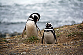 Chile; Southern Chile; Magallanes region; Strait of Magellan; Isla Magdalena; Monumento Natural Los Pinguinos; Magellanic penguins in front of their breeding cave