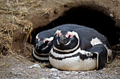 Chile; Southern Chile; Magallanes Region; Strait of Magellan; Isla Magdalena; Monumento Natural Los Pinguinos; Magellanic penguin pair in front of the breeding cave