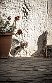 Kleine Katze versteckt sich, Griechenland, Europa