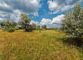 Landschaft und Natur am Geiseltalsee, einem ehemaligen Tagebau, in der Nähe von Merseburg, Sachsen-Anhalt, Deutschland