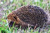 Hedgehog (Erinaceus europaeus) in the grass