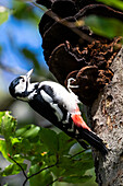 Buntspecht (Dendrocopos major) an einem Baumstamm