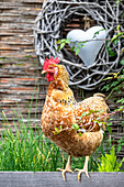 Swedish flower chicken in raised bed, herb bed, garden idyll