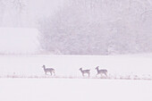 Roe deer in the snow (Capreolus capreolus)