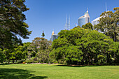 Beautifully colored flowers at the Sydney Botanical Gardens