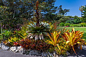 Beautifully colored flowers at the Sydney Botanical Gardens