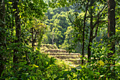 Landschaft mit Reisterrassen am Pha Dok Sieo Nature Trail im Doi Inthanon Nationalpark, Chiang Mai, Thailand, Asien  