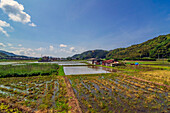 Reisfelder entlang des Marumaru no Hanashi Zuges, San'in-Linie entlang der westlichsten Küste von der Hauptinsel Honshū, Japan