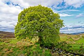 Ireland, County Wicklow, green tree in the Wicklow Mountains