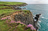 Irland, County Cork, Dundeady Island, Felsküste mit Grasnelken beim Galley Head Lighthouse