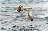 Ireland, County Kerry, Little Skellig Island, Northern Gannets